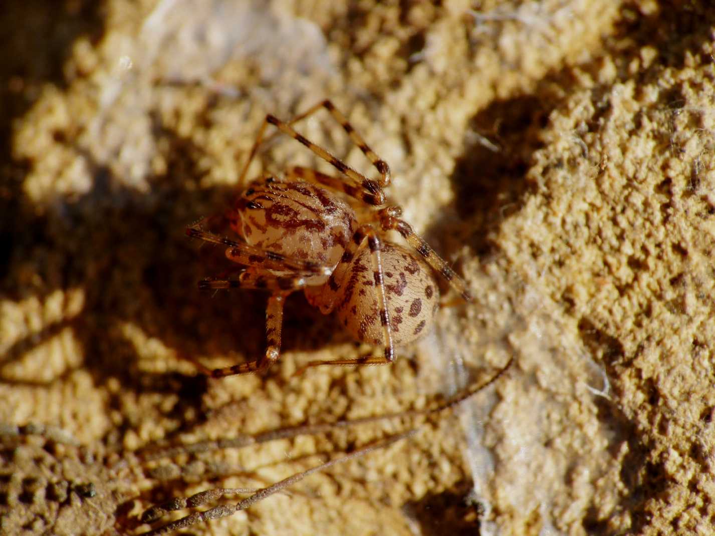 Scytodes thoracica